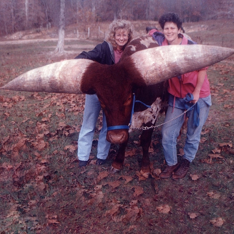 The Bull With the World’s Largest Horns. | Instagram/@guinnessworldrecords