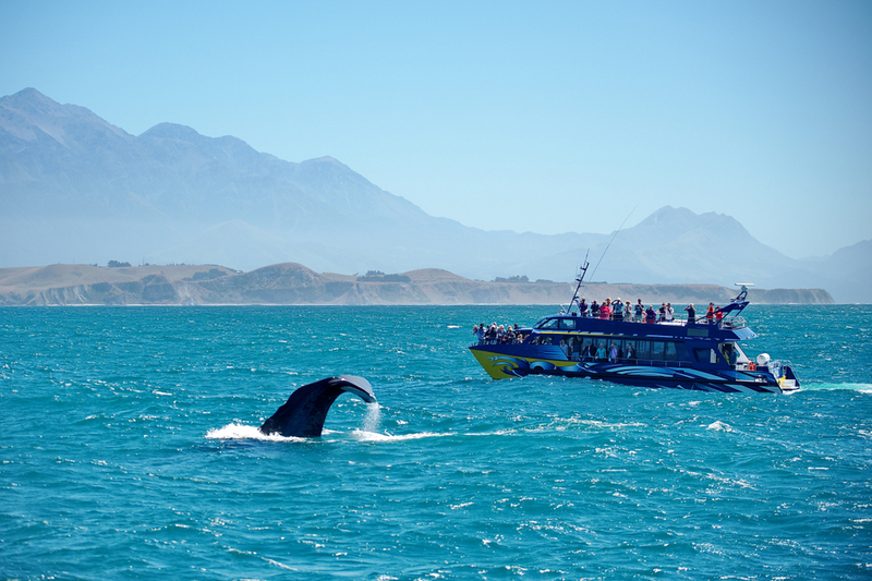 Want to Go Whale Watching? Try These Locations | Shutterstock photo by AlexUm5