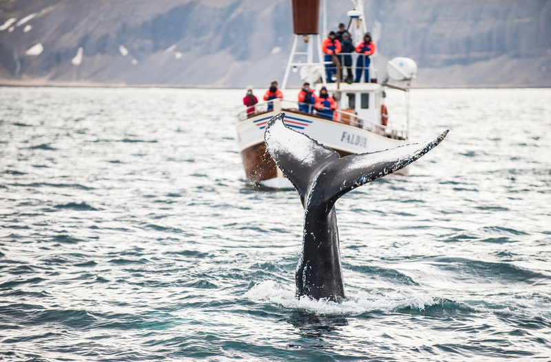 Want to Go Whale Watching? Try These Locations | Shutterstock photo by Denis Kichatof