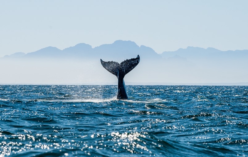 Want to Go Whale Watching? Try These Locations | Shutterstock photo by Sergey Uryadnikov