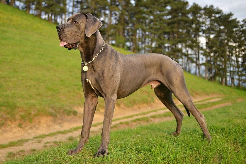 Great Dane | Shutterstock Photo by belu gheorghe