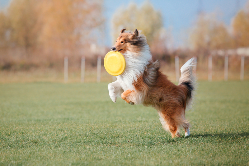 Collie | Shutterstock Photo by OlgaOvcharenko