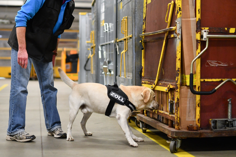 Dogs Can Find Historically Significant Artifacts | Alamy Stock Photo by Uwe Anspach/dpa picture alliance/Alamy Live News