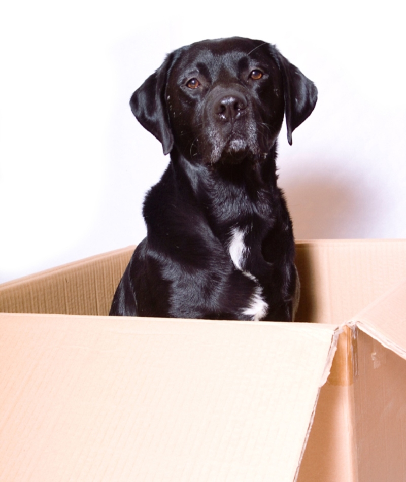 This Labrador Helps His Owner Lick Stamps | Alamy Stock Photo by Helma Spona/INSADCO GmbH 