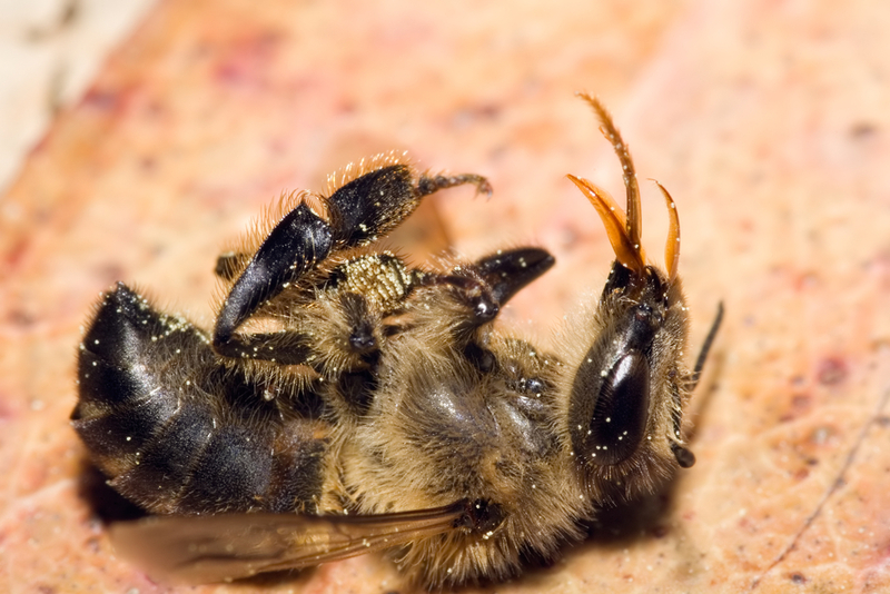 Assessing the Damage of the Insect Poison | Shutterstock