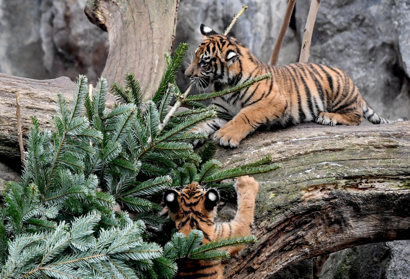 There’s Something About a Christmas Tree Cats Cannot Resist | Alamy Stock Photo