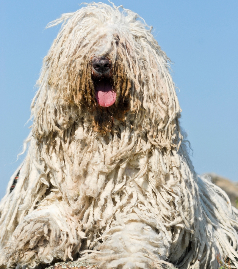 Nice Dreads | Alamy Stock Photo by imageBROKER.com GmbH & Co. KG