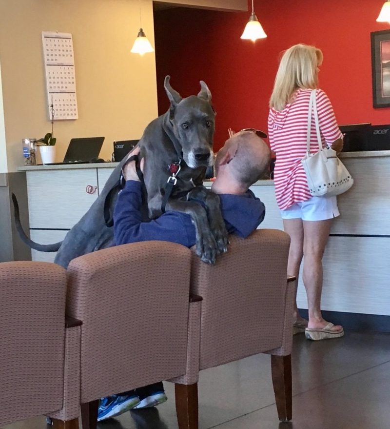 Scared at The Vet | Imgur.com/MyName4Wine