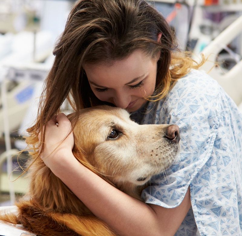 Therapy Dog | Alamy Stock Photo