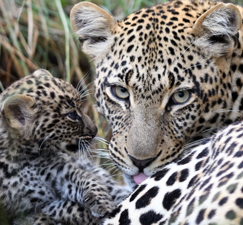 No More Candy Before Bed | Alamy Stock Photo by MichaelGrantWildlife