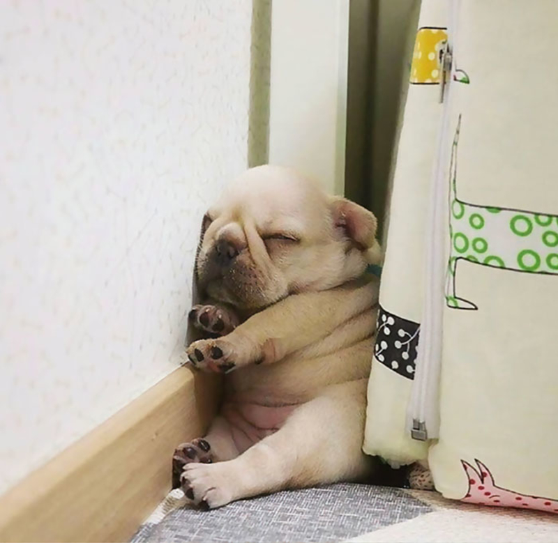 Chubby Puppy | Imgur.com/vfIUJ1N