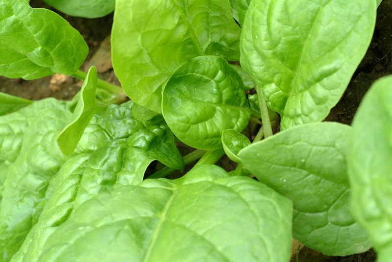 Spinach | Getty Images Photo by Bildagentur-online/Universal Images Group