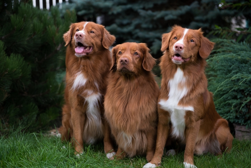 Nova Scotia Duck Tolling Retriever | Aneta Placha/Shutterstock