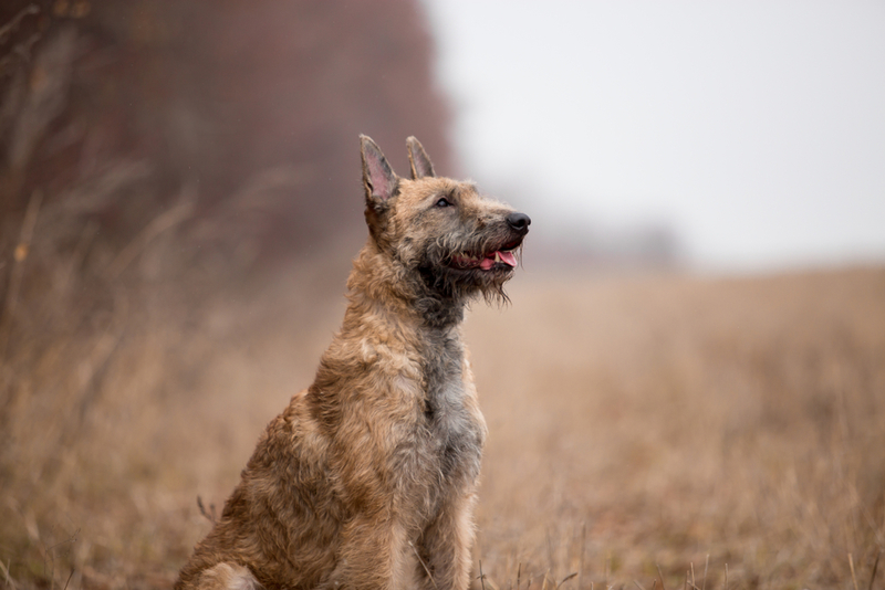 Belgian Laekenois | Marry Kolesnik/Shutterstock