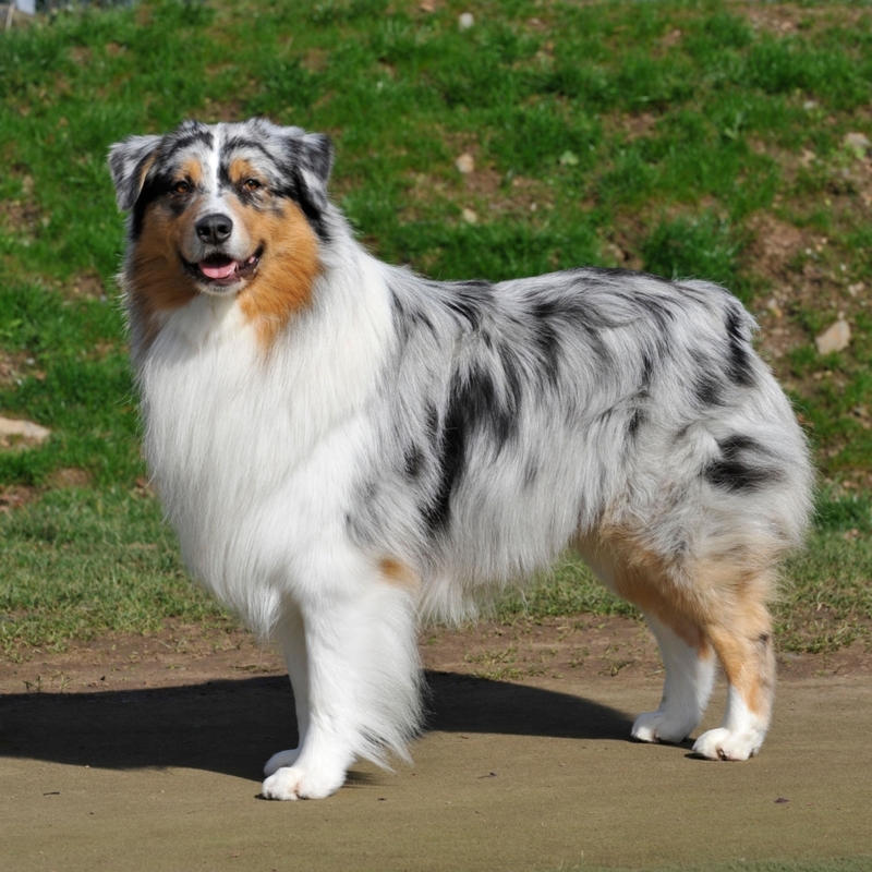 Australian Shepherd | Alamy Stock Photo by Farlap