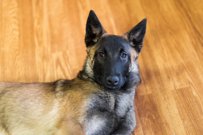 Belgian Malinois | Alamy Stock Photo by Mary Perry