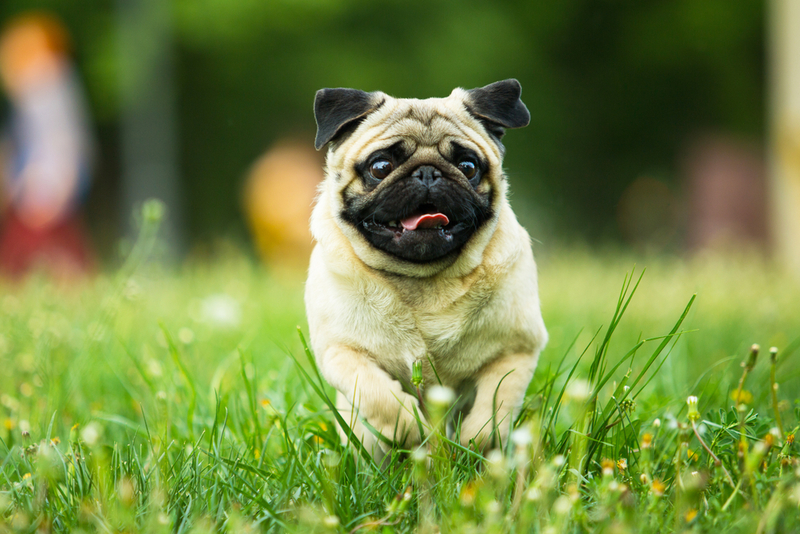 Pug: $1,500 | Poltavets Anastasiia/Shutterstock