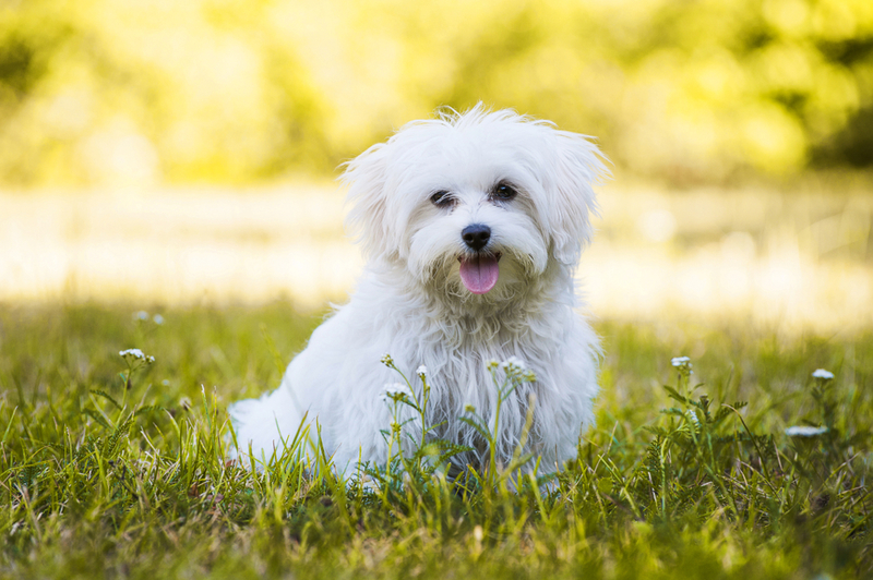 Maltese: $5,000 | Dora Zett/Shutterstock