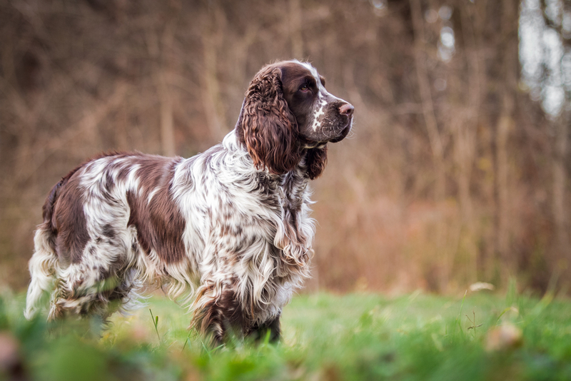 Springer Spaniel: $800 | Aneta Jungerova/Shutterstock