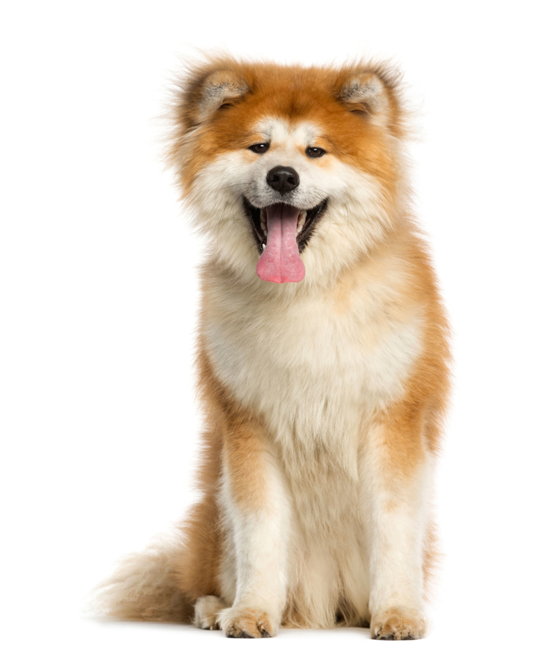 Akita Inu: $2,500 | Alamy Stock Photo by Life on white