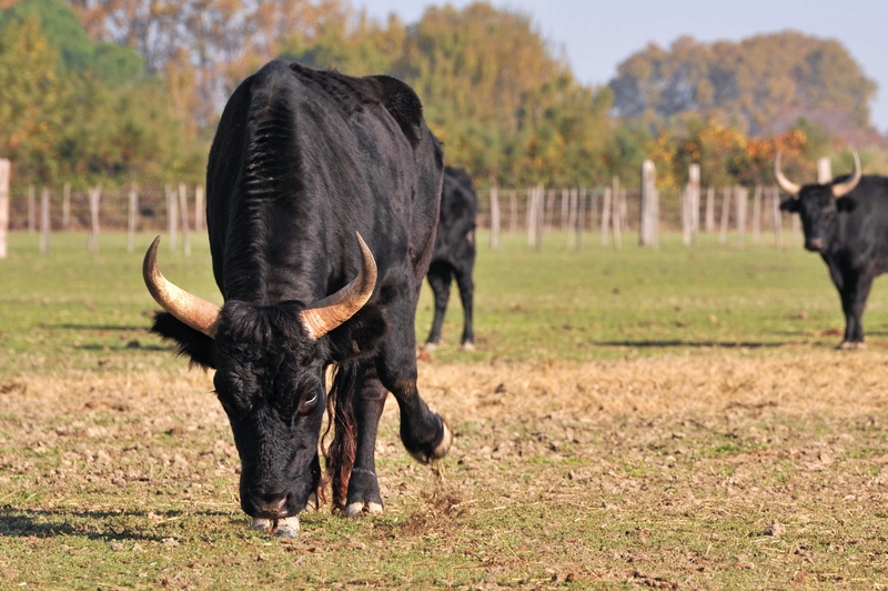 Signs a Bull Is About to Charge | Alamy Stock Photo by YAY Media AS 