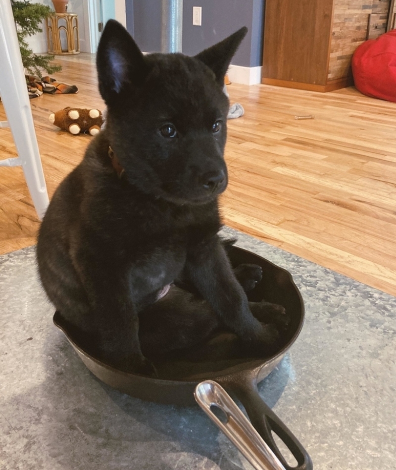 Frying Friendly Puppy | Reddit.com/shootpicsnotpeople