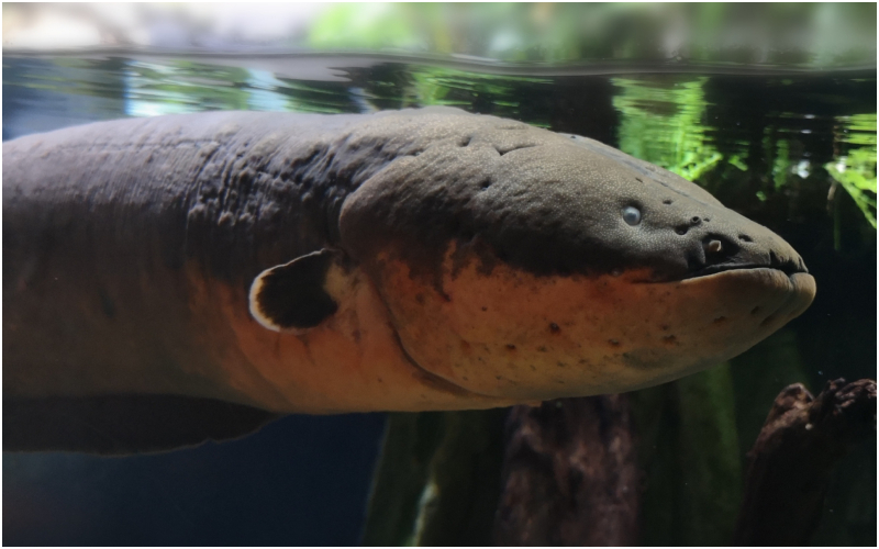 Electric Eel | Shutterstock