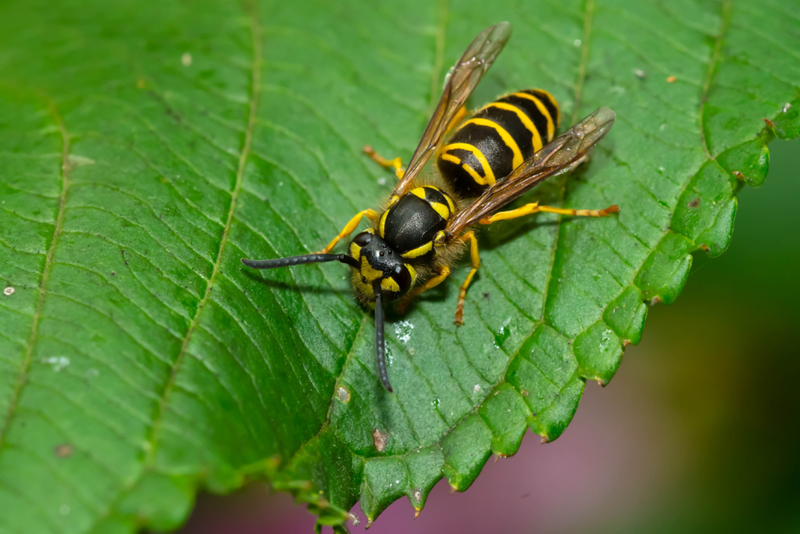 Yellowjackets | Shutterstock