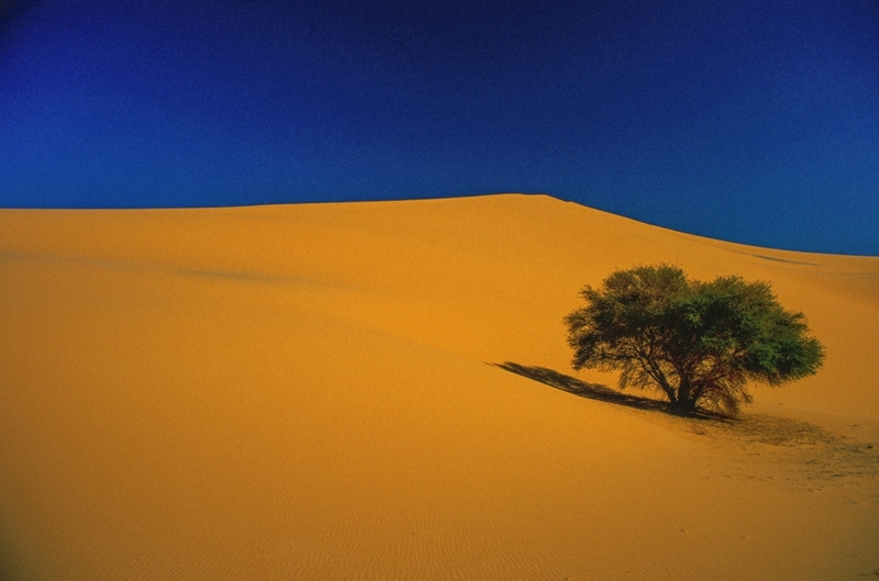 The Tree of Ténéré | Alamy Stock Photo by BOURSEILLER Philippe/Hemis.fr