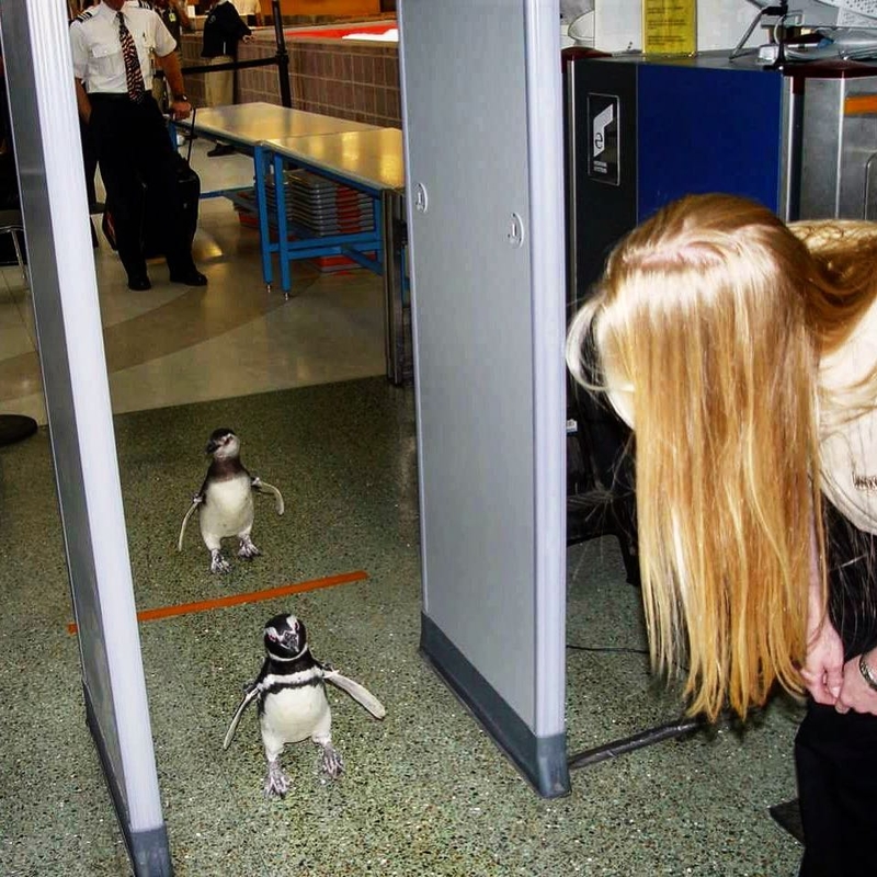 Pocket-Sized Penguins | Instagram/@tsa