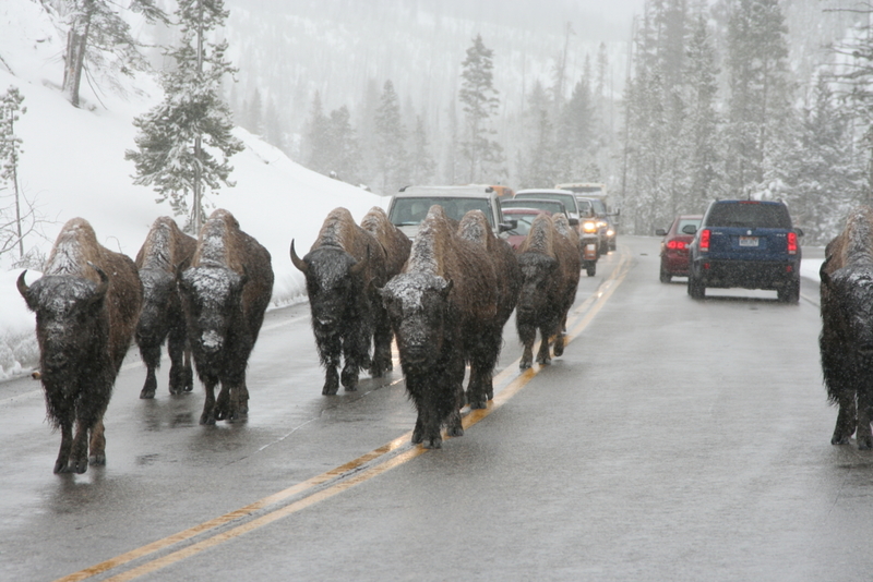 Wyoming | Flickr Photo by 5 Flip-Flops (Earl)