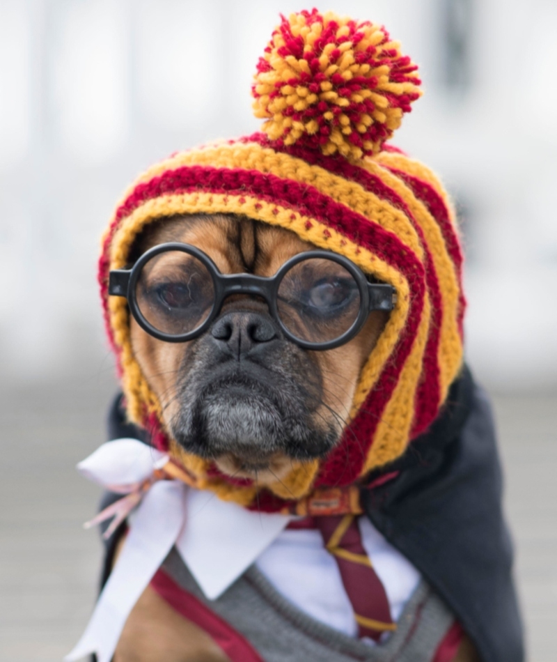 Hairy Potter | Alamy Stock Photo by Matthew Horwood