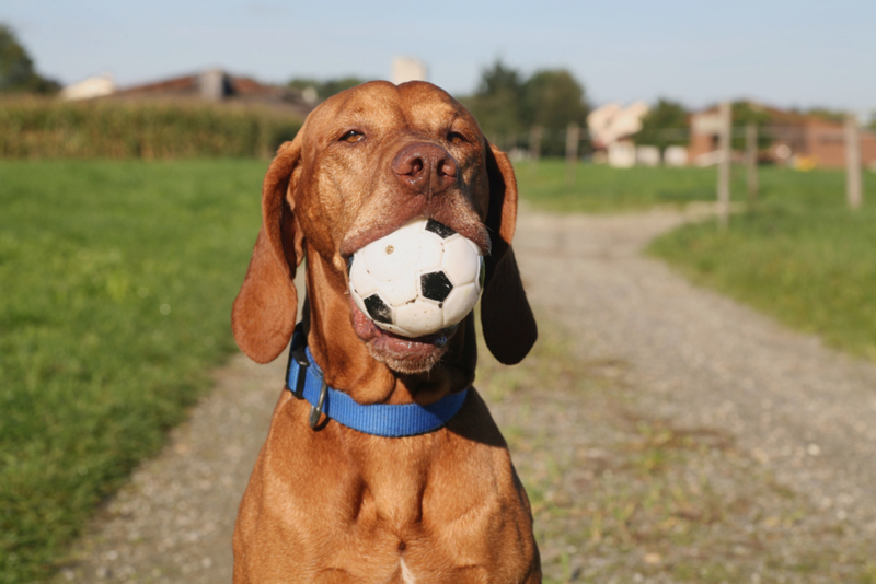 Look At This Good Boy | Alamy Stock Photo