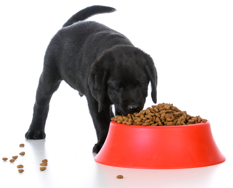 Puppy Tummy | Shutterstock Photo by WilleeCole Photography