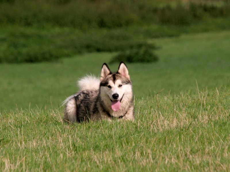 Walking in Circles Before Lying Down | Getty Images Photo by Education Images