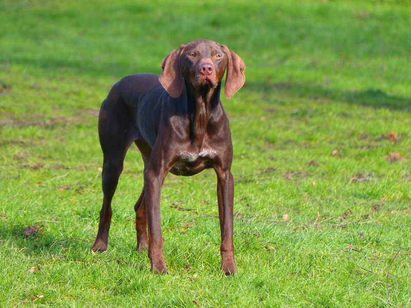 Pointing Its Snout | Getty Images Photo by ahloch