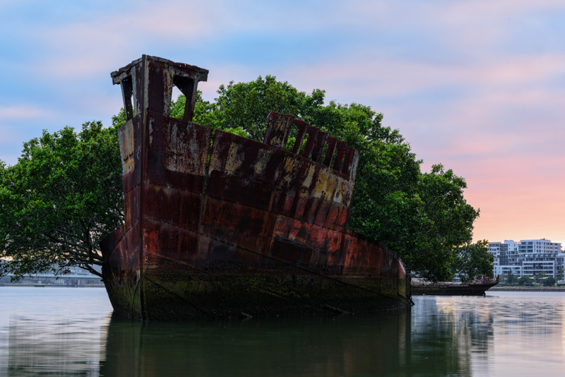 102-Year-Old Floating Forest in Sydney, Australia | Getty Images Photo by Chumphoo