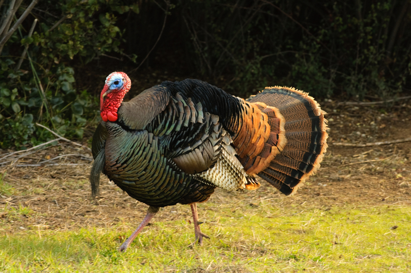 Mayans Kept Turkeys As Useful Pets | Jeffrey B. Banke/Shutterstock