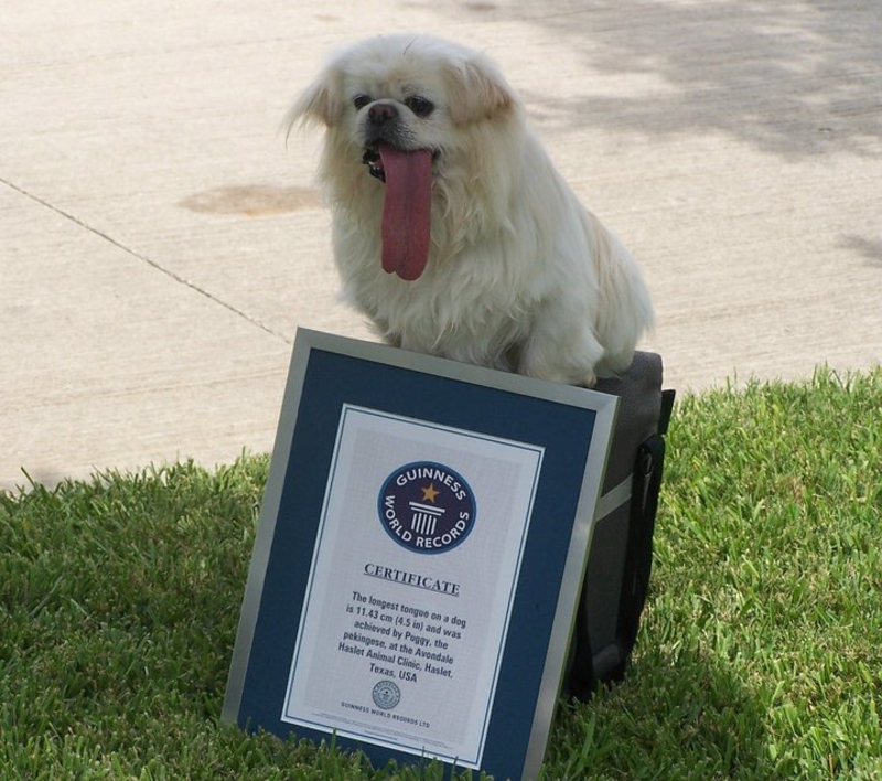 This Dog Has The Longest Tounge | Facebook/@puggykisses