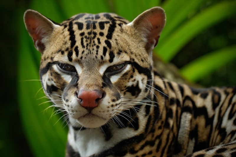 The Ultimate Stare-down: a Babe Ocelot vs. a Camera | Ondrej Prosicky/Shutterstock