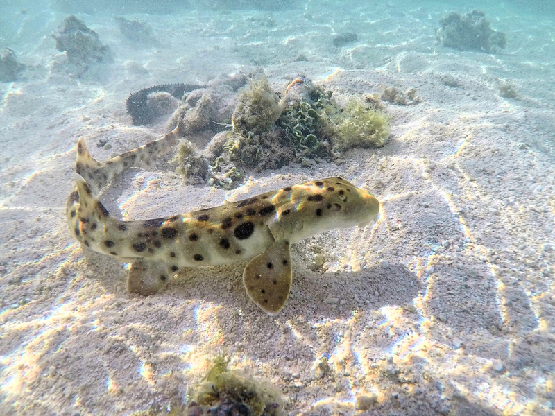 The Amazing Walking Abilities of the Epaulette Shark | Shutterstock