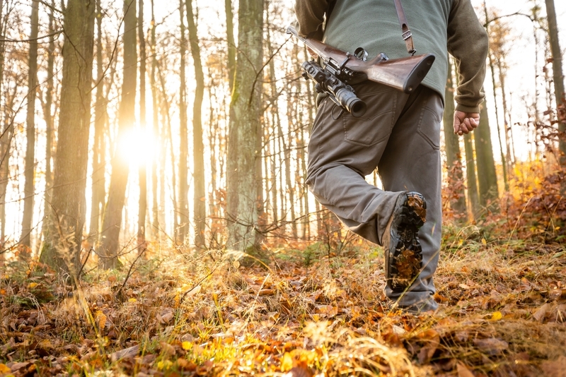 He Knew His Forest | Shutterstock