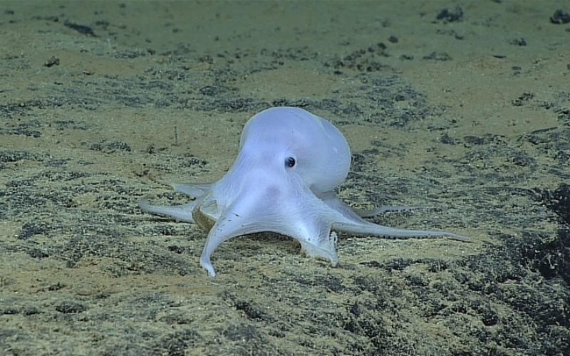 Casper Octopus | Alamy Stock Photo