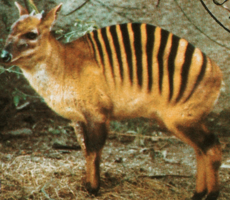 Zebra Duiker | Alamy Stock Photo