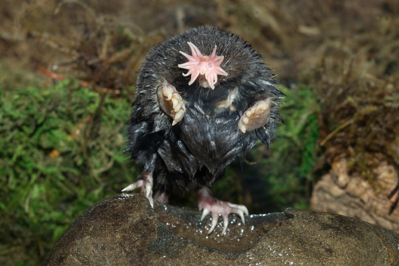 Star-Nosed Mole | Shutterstock