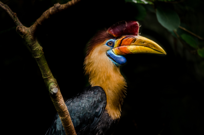 Helmeted Hornbill | Shutterstock