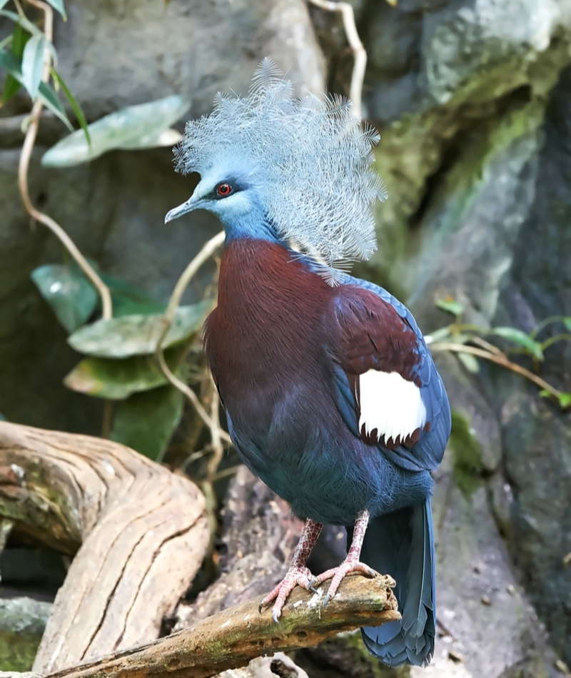 Southern Crowned Pigeon | Shutterstock