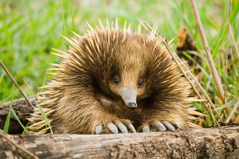 Echidna | Alamy Stock Photo