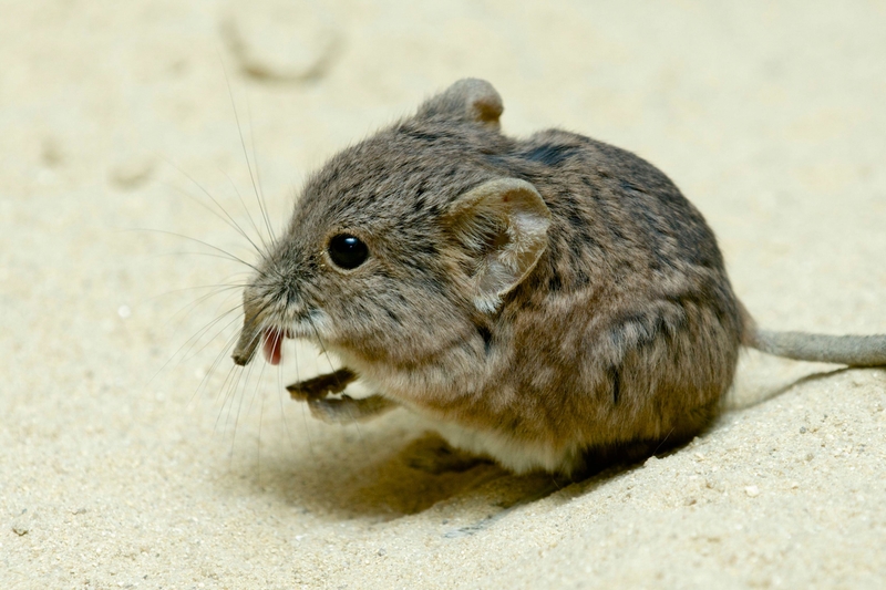 Elephant Shrew | Alamy Stock Photo