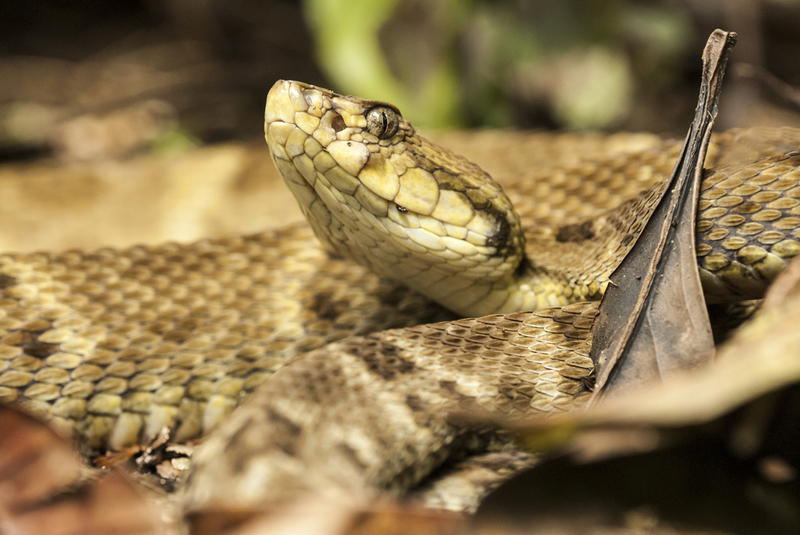 She Couldn't Believe What It Was | Edvard Mizsei/Shutterstock